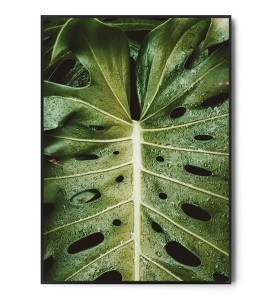 Plakat MONSTERA no.1