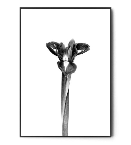 Plakat IRYS no.2 black