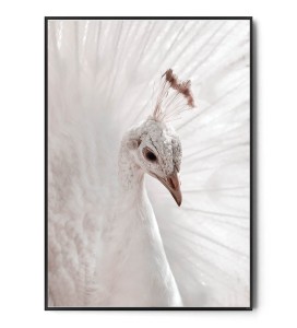 Plakat PAW
