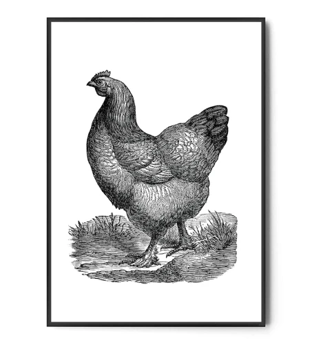 Plakat KURA