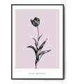 Plakat TULIPAN OGRODOWY
