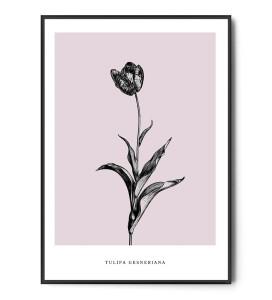Plakat TULIPAN OGRODOWY