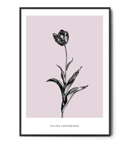Plakat TULIPAN OGRODOWY