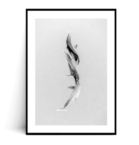 Plakat DELFINY MINIMAL z marginesem