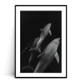 Plakat DELFINY z marginesem