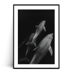 Plakat DELFINY 