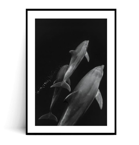 Plakat DELFINY z marginesem