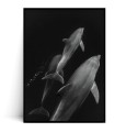 Plakat DELFINY