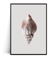 Plakat MUSZLA MINIMAL