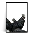 Plakat KOGUCIK I KURKA