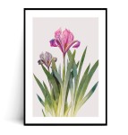 Plakat KOLOROWE IRYSY no.1