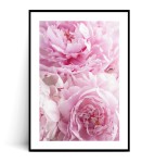 Plakat RÓŻOWE PIWONIE