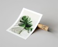 Plakat MONSTERA W WAZONIE z marginesem