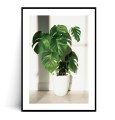 Plakat MONSTERA W DONICZCE z marginesem