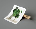 Plakat MONSTERA W DONICZCE z marginesem