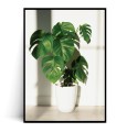 Plakat MONSTERA W DONICZCE