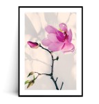 Plakat MAGNOLIA no.5