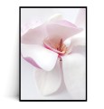 Plakat KWIAT MAGNOLII
