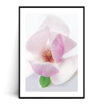 Plakat KWIAT MAGNOLII no.1
