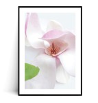 Plakat KWIAT MAGNOLII no.2