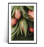 Plakat TULIPANY no.1