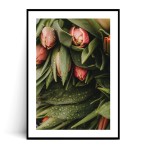 Plakat TULIPANY no.2