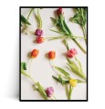 Plakat WIOSENNE TULIPANY