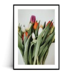 Plakat BUKIET TULIPANÓW