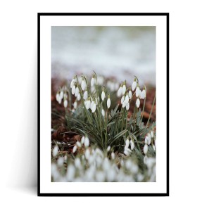 Plakat PRZEBIŚNIEGI no.2