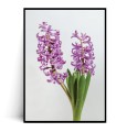 Plakat HIACYNTY