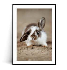 Plakat KRÓLICZEK 