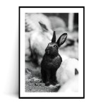 Plakat CZARNY KRÓLICZEK
