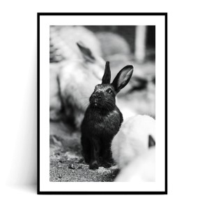 Plakat CZARNY KRÓLICZEK