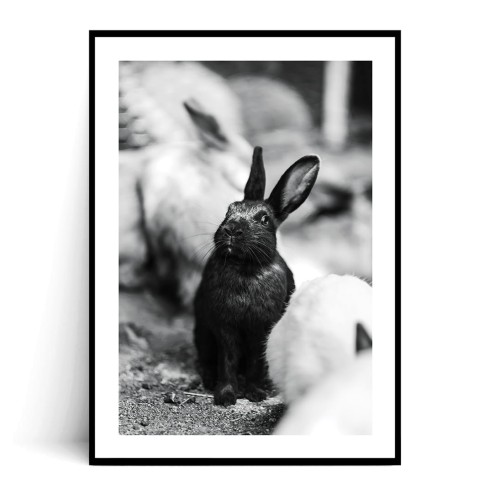 Plakat CZARNY KRÓLICZEK z marginesem