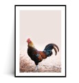 Plakat KOGUT z marginesem
