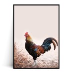 Plakat KOGUT