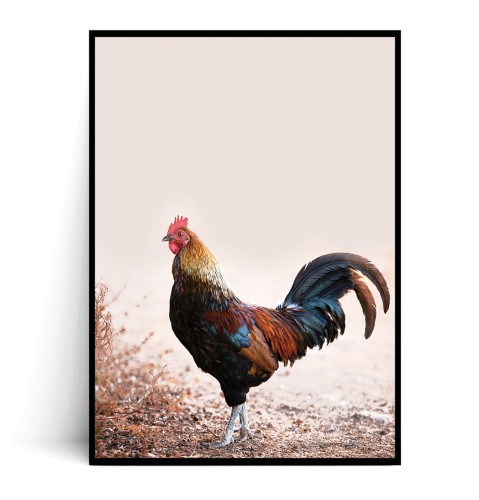 Plakat KOGUT