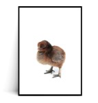 Plakat KURCZACZEK