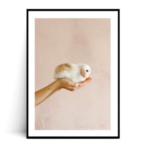 Plakat KRÓLICZEK no.1