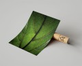 Plakat LIŚĆ FICUS LYRATA