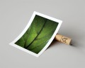 Plakat LIŚĆ FICUS LYRATA z marginesem