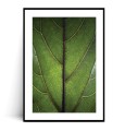 Plakat LIŚĆ FICUS LYRATA z marginesem