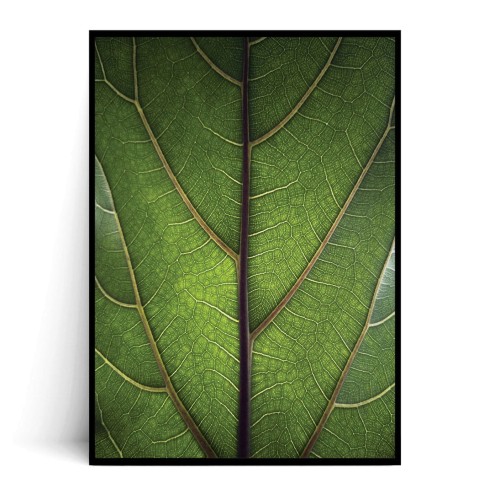 Plakat LIŚĆ FICUS LYRATA