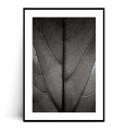 Plakat LIŚĆ FICUS LYRATA CZARNO BIAŁY z marginesem