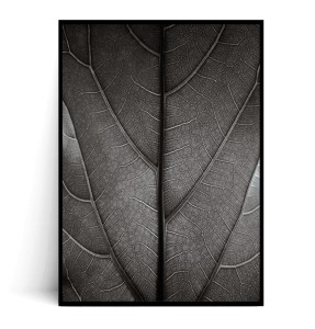 Plakat LIŚĆ FICUS LYRATA czarno biały