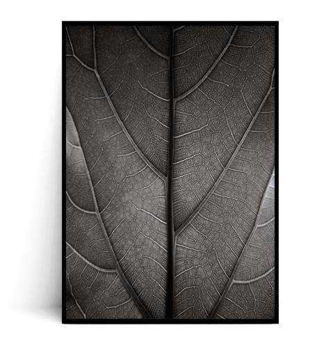 Plakat LIŚĆ FICUS LYRATA CZARNO BIAŁY