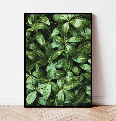 Plakat ZIELONE LIŚCIE