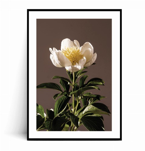 Plakat BIAŁA PIWONIA z marginesem