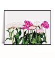 Plakat PIWONIE poziomy