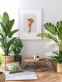 Plakat PLANT LOVER